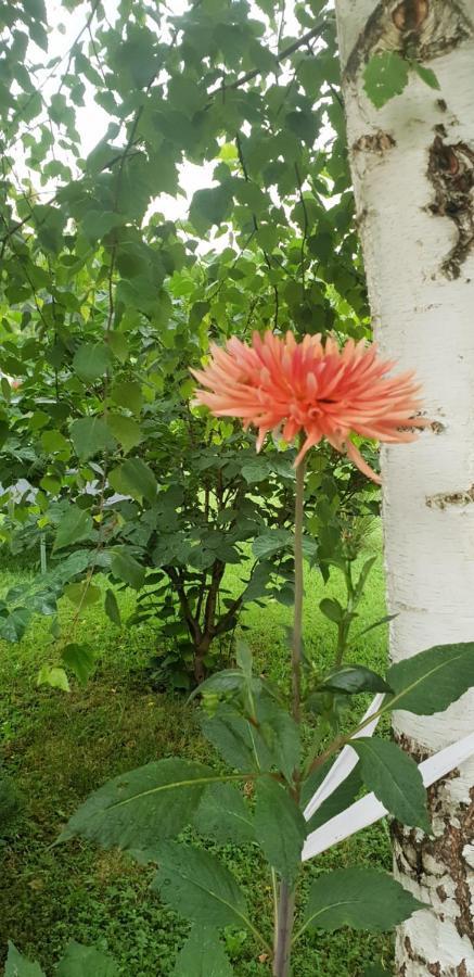 Green Garden Lohovo Bihac Ngoại thất bức ảnh